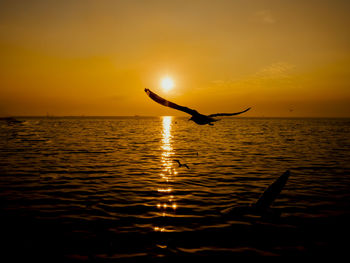 Sunset sea bird silhouette sunset.silhouette bird flying photography sea. minimal photography