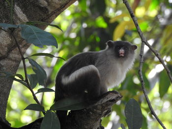 Monkey on tree in forest