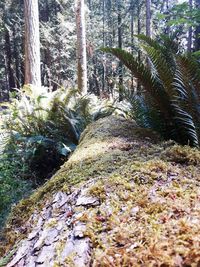 Trees growing in forest