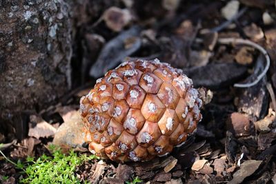 Close-up of mushroom growing on field