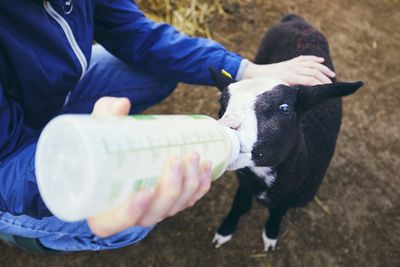 Low section of mid adult man feeding milk to lamb