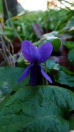 Close-up of purple flowering plant