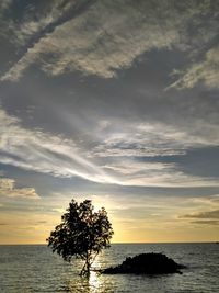 Silhouette tree by sea against sky during sunset