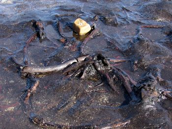High angle view of crab in water