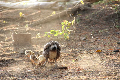 View of dog on field