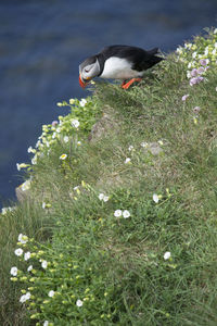 Close-up of bird perching on grass