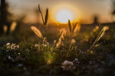 Close-up of fresh plants in field