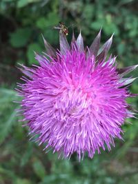 Close-up of pink flower