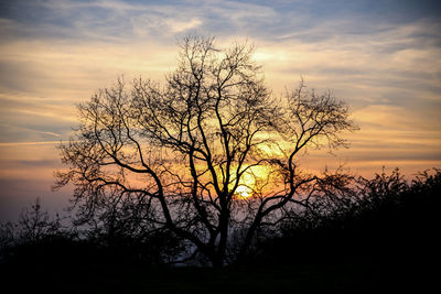 Silhouette bare tree against sky during sunset