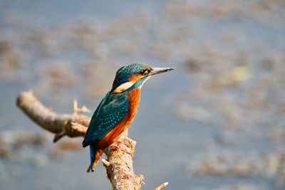 Close-up of bird perching