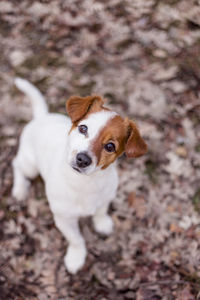 High angle portrait of a dog on field