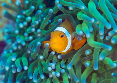 Close-up of fish swimming in sea