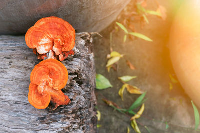 Collection of orange mushrooms growing on dead tree trunks,pycnoporus cinnabarinus, also known 