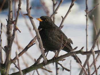 Low angle view of bird perching on branch