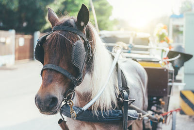 Horse cart on street