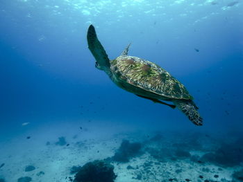 Fish swimming in sea