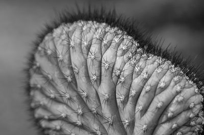 Close-up of plant against blurred background