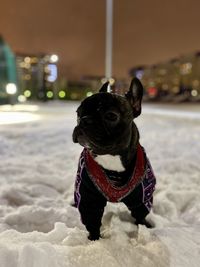 Dog looking away in snow