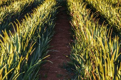 High angle view of field