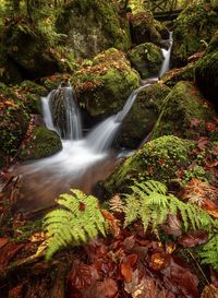 Scenic view of waterfall in forest