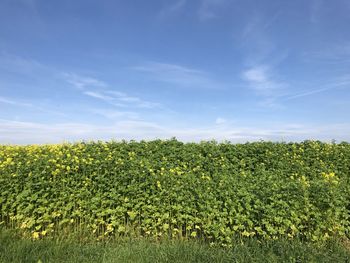 Plants growing on field against sky