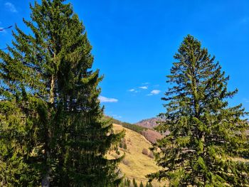 Trees on landscape against blue sky