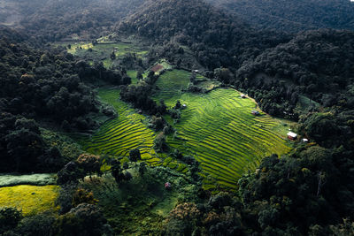 High angle view of agricultural field