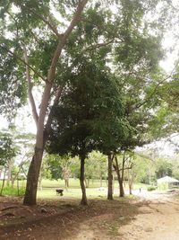 Trees in forest