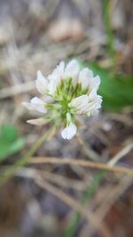 Close-up of white flower growing outdoors