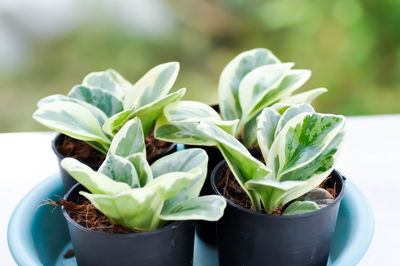 Close-up of potted plant