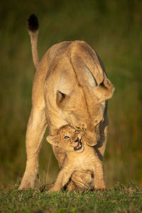 Lioness stands playing with cub on grass
