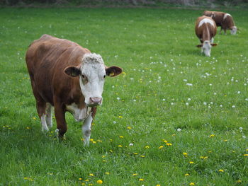 Cows on field