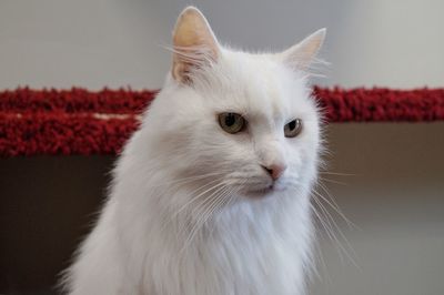 Close-up of white cat