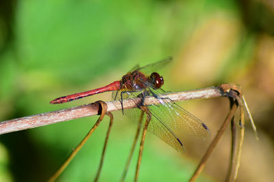 Close-up of insect on plant