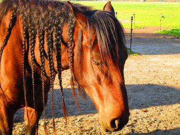 Horse standing in ranch