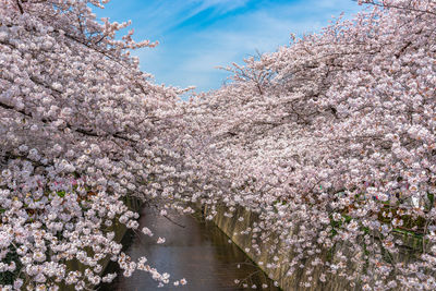 Cherry blossom season in tokyo at meguro river, river sakura festival