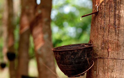 Rubber tapping in rubber tree garden. natural latex extracted from para rubber plant. rubber tree.