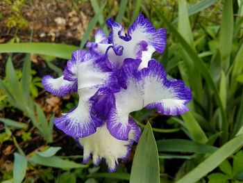 Close-up of purple iris flower on field