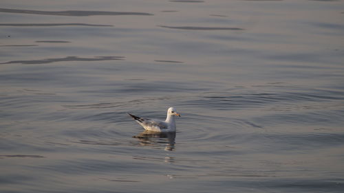 Seagull swimming on lake