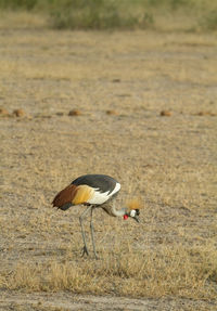 Grey crowned crane bird eating bugs in the grass