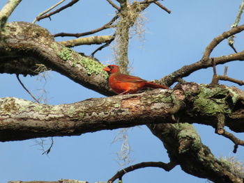 Cardinal perching in tree branches in sanford