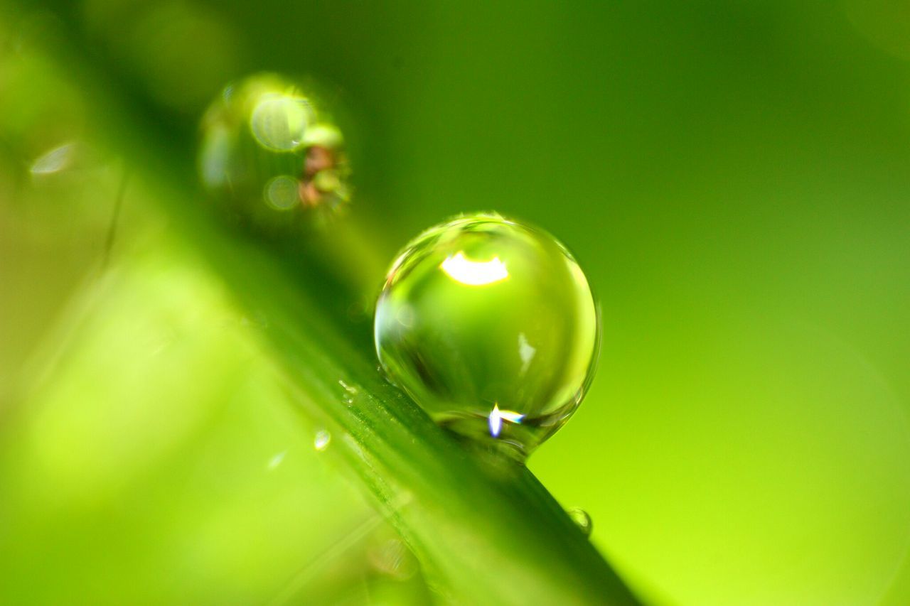 green color, close-up, focus on foreground, growth, nature, green, selective focus, freshness, drop, beauty in nature, no people, leaf, outdoors, plant, fruit, day, hanging, grass, fragility, dew