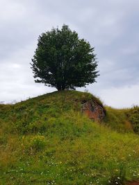 Tree on field against sky