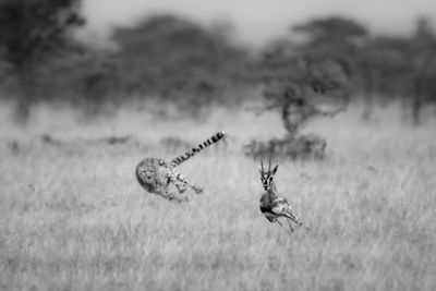 Birds on field