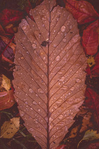 Close-up of wet maple leaves