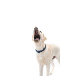 Yellow lab catching treats on solid white background