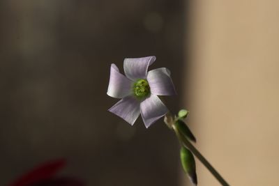 Close-up of flowers blooming outdoors