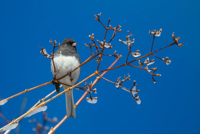 Low angle view of bird perching on tree against sky