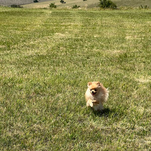 grass