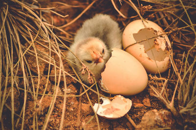 High angle view of bird in nest